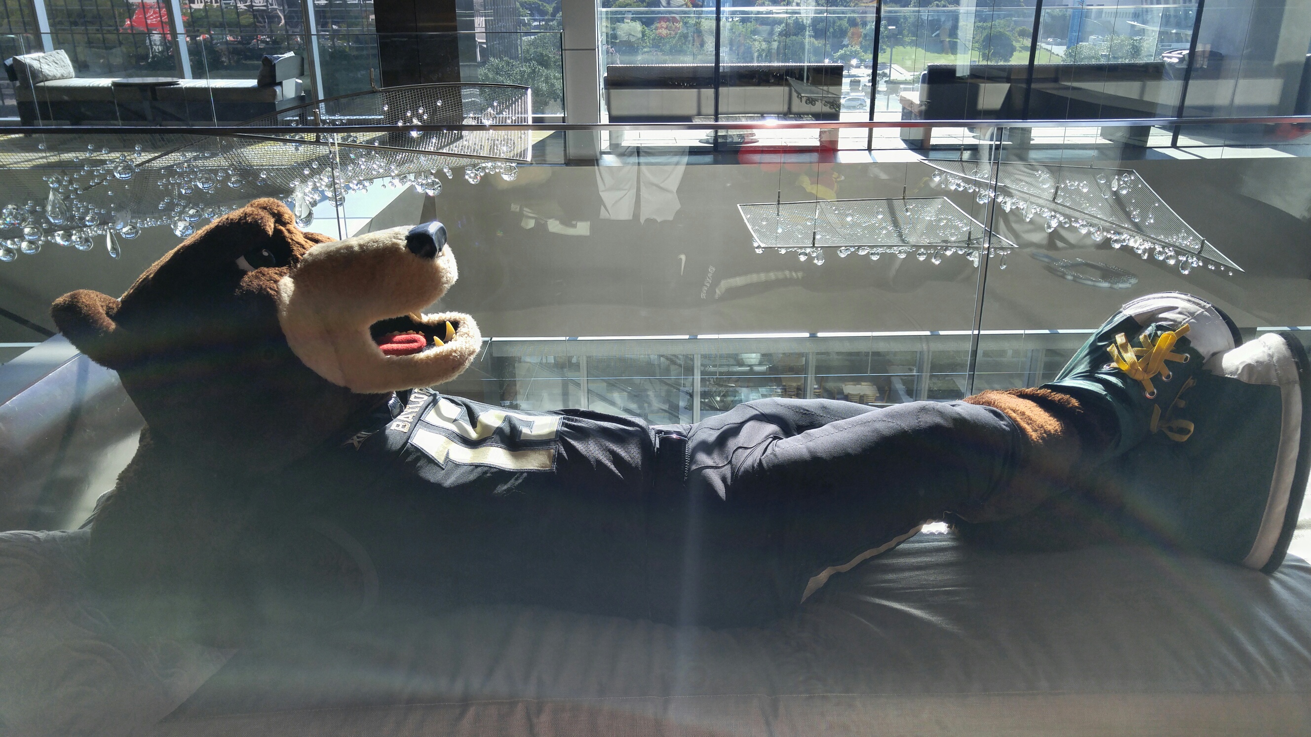 Baylor Bear napping